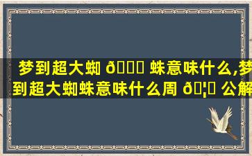 梦到超大蜘 💐 蛛意味什么,梦到超大蜘蛛意味什么周 🦋 公解梦